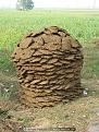 Нажмите на изображение для увеличения.

Название:	southwestern law school pile of dung.jpg
Просмотров:	260
Размер:	119.3 Кб
ID:	3526661