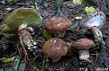 Нажмите на изображение для увеличения.

Название:	Suillus luteus 1.JPG
Просмотров:	752
Размер:	166.4 Кб
ID:	3526770