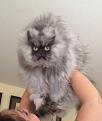 Нажмите на изображение для увеличения.

Название:	КотоТучка.jpg
Просмотров:	257
Размер:	175.2 Кб
ID:	3526777