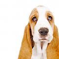 Нажмите на изображение для увеличения.

Название:	animalsinstunningclarity22.jpg
Просмотров:	280
Размер:	79.6 Кб
ID:	3527261