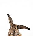 Нажмите на изображение для увеличения.

Название:	animalsinstunningclarity25.jpg
Просмотров:	281
Размер:	35.6 Кб
ID:	3527262