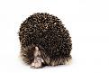 Нажмите на изображение для увеличения.

Название:	animalsinstunningclarity30.jpg
Просмотров:	294
Размер:	79.4 Кб
ID:	3527263