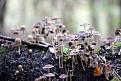 Нажмите на изображение для увеличения.

Название:	ассеянный_Coprinus disseminatus IMG_6285.-1JPG.jpg
Просмотров:	778
Размер:	92.8 Кб
ID:	3531718