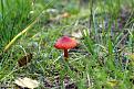 Нажмите на изображение для увеличения.

Название:	Гигроцибе алая_ Hygrocybe coccinea_IMG_7030-1.jpg
Просмотров:	564
Размер:	117.4 Кб
ID:	3531734