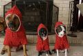 Нажмите на изображение для увеличения.

Название:	1294317129_fuza.ru_these_funny_animals_586_640_22.jpg
Просмотров:	243
Размер:	47.5 Кб
ID:	3531793
