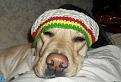 Нажмите на изображение для увеличения.

Название:	weed_dogs_03.jpg
Просмотров:	289
Размер:	50.6 Кб
ID:	3531807