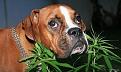 Нажмите на изображение для увеличения.

Название:	weed_dogs_06.jpg
Просмотров:	291
Размер:	58.4 Кб
ID:	3531809