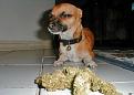 Нажмите на изображение для увеличения.

Название:	weed_dogs_09.jpg
Просмотров:	251
Размер:	42.5 Кб
ID:	3531810
