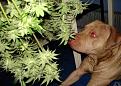 Нажмите на изображение для увеличения.

Название:	weed_dogs_11.jpg
Просмотров:	248
Размер:	62.6 Кб
ID:	3531811
