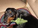Нажмите на изображение для увеличения.

Название:	weed_dogs_02.jpg
Просмотров:	249
Размер:	52.7 Кб
ID:	3531812