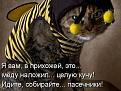 Нажмите на изображение для увеличения.

Название:	kot-pchelka.jpg
Просмотров:	273
Размер:	34.0 Кб
ID:	3531932