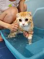 Нажмите на изображение для увеличения.

Название:	1304265796_funny_cats_28.jpg
Просмотров:	343
Размер:	34.5 Кб
ID:	3532479