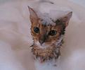 Нажмите на изображение для увеличения.

Название:	1304265806_funny_cats_39.jpg
Просмотров:	339
Размер:	18.9 Кб
ID:	3532480