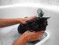 Нажмите на изображение для увеличения.

Название:	1304265816_funny_cats_40.jpg
Просмотров:	338
Размер:	27.8 Кб
ID:	3532481