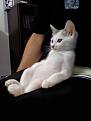 Нажмите на изображение для увеличения.

Название:	1304265876_funny_cats_78.jpg
Просмотров:	336
Размер:	32.7 Кб
ID:	3532483