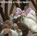 Нажмите на изображение для увеличения.

Название:	1186148246_cat2.jpg
Просмотров:	325
Размер:	38.6 Кб
ID:	3533632