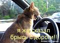 Нажмите на изображение для увеличения.

Название:	cat.jpg
Просмотров:	394
Размер:	55.0 Кб
ID:	3535476