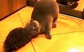 Нажмите на изображение для увеличения.

Название:	Cat_hedgehog.jpg
Просмотров:	342
Размер:	16.2 Кб
ID:	3535638
