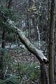 Нажмите на изображение для увеличения.

Название:	IMG_8125.-1JPG.jpg
Просмотров:	818
Размер:	124.8 Кб
ID:	3539814