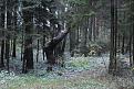 Нажмите на изображение для увеличения.

Название:	IMG_8152.-1JPG.jpg
Просмотров:	958
Размер:	144.9 Кб
ID:	3539816