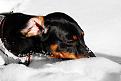 Нажмите на изображение для увеличения.

Название:	taksa-dachshund-foto-05.jpg
Просмотров:	289
Размер:	85.7 Кб
ID:	3540190
