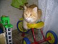 Нажмите на изображение для увеличения.

Название:	cat5.jpg
Просмотров:	287
Размер:	168.9 Кб
ID:	3540755