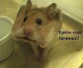 Нажмите на изображение для увеличения.

Название:	Хомяк.jpg
Просмотров:	290
Размер:	28.5 Кб
ID:	3542262