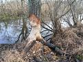 Нажмите на изображение для увеличения.

Название:	закусь.jpg
Просмотров:	633
Размер:	125.6 Кб
ID:	3542590