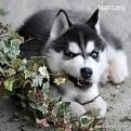 Нажмите на изображение для увеличения.

Название:	thumb_712912-2010.11.16-08.09.44-bomz.org-lol__prikol_tiy_mne_ne_nravishsya.jpg
Просмотров:	277
Размер:	9.6 Кб
ID:	3542700