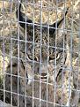 Нажмите на изображение для увеличения.

Название:	_49584845_lynx_cage.jpg
Просмотров:	334
Размер:	26.8 Кб
ID:	3543238