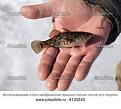 Нажмите на изображение для увеличения.

Название:	smal fish.jpeg
Просмотров:	313
Размер:	8.1 Кб
ID:	3543445