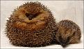 Нажмите на изображение для увеличения.

Название:	0_69a81_3972bbc6_XL.jpeg
Просмотров:	269
Размер:	67.5 Кб
ID:	3543477
