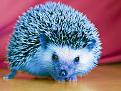 Нажмите на изображение для увеличения.

Название:	blue hedgehog.jpg
Просмотров:	274
Размер:	87.6 Кб
ID:	3543479