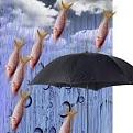 Нажмите на изображение для увеличения.

Название:	fish rain.jpeg
Просмотров:	306
Размер:	8.6 Кб
ID:	3543504