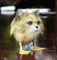 Нажмите на изображение для увеличения.

Название:	funny_animals_94.jpg
Просмотров:	369
Размер:	37.0 Кб
ID:	3544197