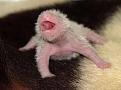 Нажмите на изображение для увеличения.

Название:	funny_animals_95.jpg
Просмотров:	295
Размер:	17.3 Кб
ID:	3544245