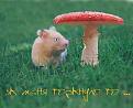Нажмите на изображение для увеличения.

Название:	24055524_mouse.jpg
Просмотров:	317
Размер:	43.4 Кб
ID:	3545037