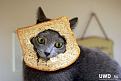 Нажмите на изображение для увеличения.

Название:	1328775356_sandwich_001.jpg
Просмотров:	276
Размер:	48.7 Кб
ID:	3545296