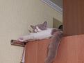 Нажмите на изображение для увеличения.

Название:	101_0455.jpg
Просмотров:	370
Размер:	59.8 Кб
ID:	3545430
