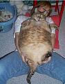 Нажмите на изображение для увеличения.

Название:	tub_cat.jpg
Просмотров:	298
Размер:	23.5 Кб
ID:	3545833