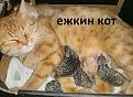 Нажмите на изображение для увеличения.

Название:	мр 2.jpg
Просмотров:	289
Размер:	80.3 Кб
ID:	3547109