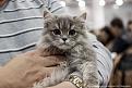 Нажмите на изображение для увеличения.

Название:	koshka-1.jpg
Просмотров:	259
Размер:	67.4 Кб
ID:	3547747