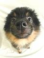 Нажмите на изображение для увеличения.

Название:	055_pupp.jpg
Просмотров:	251
Размер:	23.5 Кб
ID:	3547778