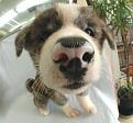 Нажмите на изображение для увеличения.

Название:	004_pupp.jpg
Просмотров:	246
Размер:	24.2 Кб
ID:	3547781