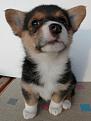 Нажмите на изображение для увеличения.

Название:	051_pupp.jpg
Просмотров:	238
Размер:	27.0 Кб
ID:	3547789