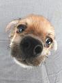 Нажмите на изображение для увеличения.

Название:	030_pupp.jpg
Просмотров:	249
Размер:	49.1 Кб
ID:	3547791