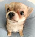 Нажмите на изображение для увеличения.

Название:	008_pupp.jpg
Просмотров:	244
Размер:	20.2 Кб
ID:	3547792