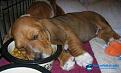 Нажмите на изображение для увеличения.

Название:	1303181339_funny_puppy_dog_photo-62.jpg
Просмотров:	259
Размер:	21.7 Кб
ID:	3547798