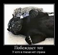 Нажмите на изображение для увеличения.

Название:	s3img_161461572_18382_1.jpg
Просмотров:	312
Размер:	35.3 Кб
ID:	3547962