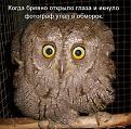 Нажмите на изображение для увеличения.

Название:	филин.jpg
Просмотров:	296
Размер:	62.4 Кб
ID:	3548550